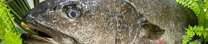 poissonnerie cannes - poissonnier cannes labocca - traiteur le cannet - fruits de mer antibes - livraison poisson theoule sur mer - crustaces menton - poisson frais gorbio