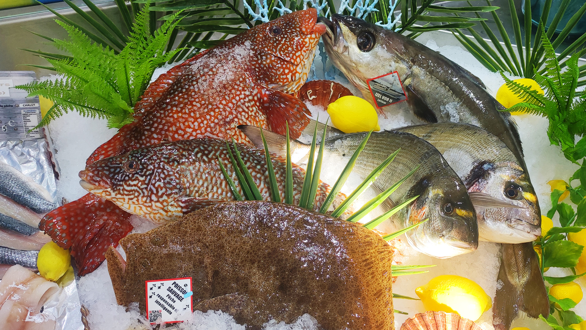 poissonnerie cannes - poissonnier cannes labocca - traiteur le cannet - fruits de mer antibes - livraison poisson theoule sur mer - crustaces menton - poisson frais gorbio